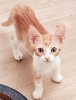 Lieber, junger Kater Pelayo - Karlsruhe