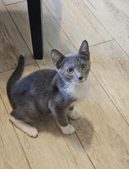 Gestiefelter Kater Socks - Margetshöchheim