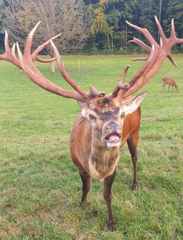 Verkaufe Kapitalen Rothirsch - Tittmoning