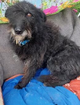 Lufi, kleiner Mischling mit großem Herz - Remagen