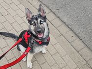 Husky Schäferhund Mali Mix - Laußig