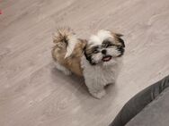 Shih Tzu Hündin abzugeben - Seeland Gatersleben