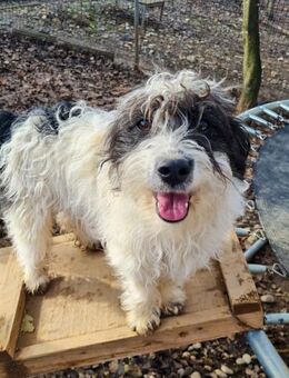 Kelvin wartet auf seine/n Menschen - Schwabach