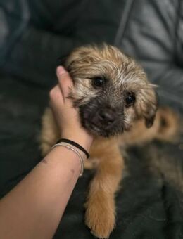 Sina, bezauberndes Hundemädchen - Lindenberg (Rheinland-Pfalz)