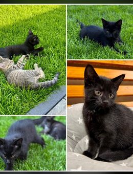 Kater sucht ein Zuhause - Brandis