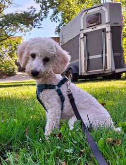 Süßer Maltipoo Welpe (5 Monate) - Burgheim