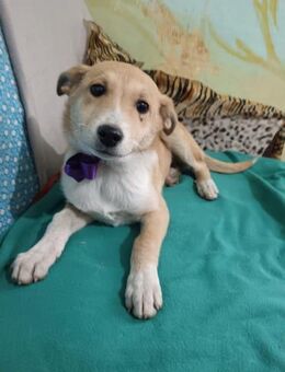 Sarah sucht ihre Menschen - Großefehn