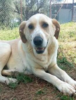 💔AURELIA - das letzte Kuscheln....... - Kempen