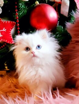 BLH Mädchen. Abgabebereit. - Saarbrücken