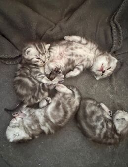 Reinrassig katze - Salem (Baden-Württemberg)