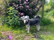 Gigi und Elisa suchen ein Zuhause - Köln