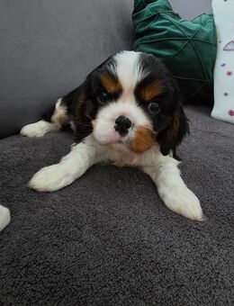 Cavalier King Charles Spaniel Welpen Rüden mit Ahnentafel - Herzogenrath
