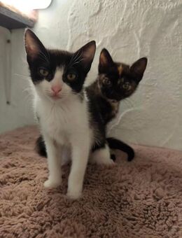 Süsse Katzenbabys - Villingen-Schwenningen