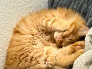 Siamkitten nur in liebevoll Hände - Hamburg