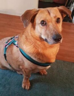 Choco, sanfter Rüde sucht Liebe - Köln