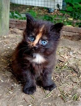 reinrassige Main Coon Kater/Miezen suchen Angestellte auf Lebenszeit - Leutersdorf (Sachsen)