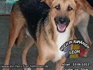 Leon - möchte sein Abenteuer erleben - Waakirchen