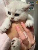 Britisch kurzhaar süße Katze in 97737