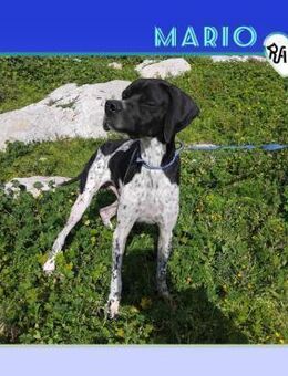 💚 MARIO 💚 - SEHNT SICH NACH EINER FAMI - Alfeld (Leine)