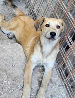 Fiete 💗verschmuster, offener Hundejunge - Hamburg