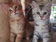 💜Maine Coon Kitten suchen liebevolles zu Hause auf Lebenszeit 💜 - Manching