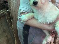 Ozzy, verspielter Terrier Mix Welpe - Remagen