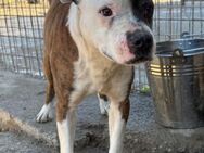 Momo 💗 loyal, verschmust sucht Zuhause! - Hamburg