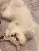 Wunderschöne Silver Shaded BKH-Kätzchen suchen ein liebevolles Für-immer-Zuhause in 51647