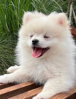 Pomeranian Zwergspitz Welpen - Espelkamp