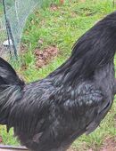 Ayam Cemani Hahn in 66280