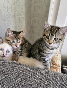 Süsse Babykatzen - Gevelsberg