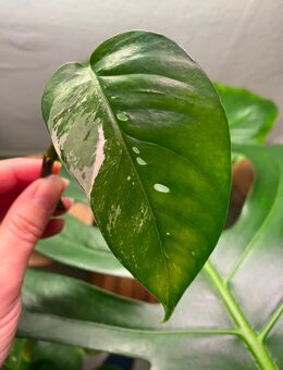 Epipremnum Pinnatum Variegata Ableger - Berlin