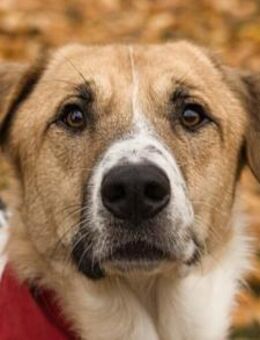 Felicio wartet in 99718 Greussen - Hamburg