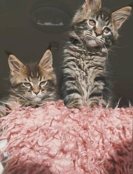 Traum Maine Coon Katerchen Brüder Jack&Jones mit Stammbaum suchen... - Freiensteinau