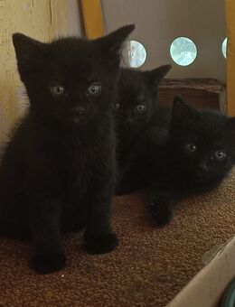 2 der Babys aus dem Mai 2025 möchte ich gern abgeben - Ückeritz