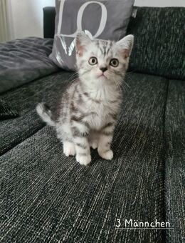 Süße Kitten wiskasart - Alsdorf (Nordrhein-Westfalen)