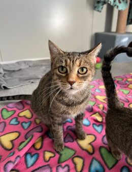 sanfte Carmen sucht für-immer-Zuhause - Walluf