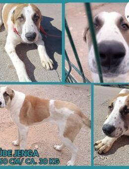 Jenga großer Herdenschutzhund Rüde jung - Margetshöchheim