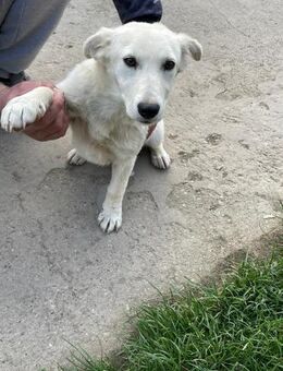 SAMA - geb. ca. 08/2022 - Schönaich