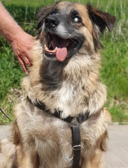 Zuhause gesucht: BARRO (m) in 31303 - Büdingen