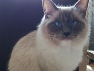 Einzigartige Ragdoll Dame sucht neues Zuhause! - Neukirchen-Vluyn