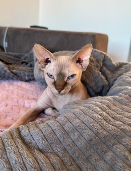 🐱 Zwei Sphynx Katzen abzugeben – Weibchen (4 J.) & Männchen (2 J.) 🐱 - Hamburg Wandsbek