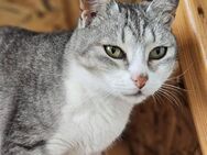 Boris sucht ein Zuhause - Blankenheim (Nordrhein-Westfalen)