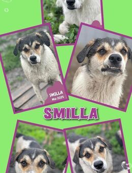 Traumhündin Smilla sucht ihre Familie - Nürnberg