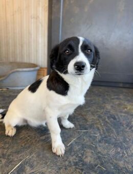 Junghündin Nova - Rambin