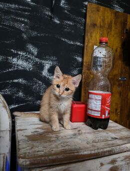 Kiwi ist bereit für ihr zu Hause - Gifhorn