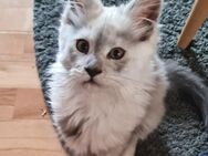 Maine Coon Kitten Mädchen sucht eine neue Familie - Hohe Börde