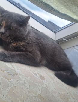 Hauskatze zu verkaufen - Stralsund