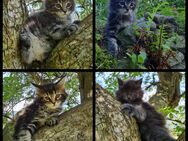 Maine Coon Kitten suchen Herzensplätze - Kiefersfelden