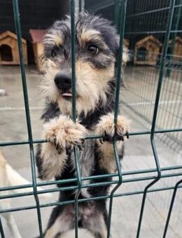 Katie ❤️ aufgewecktes liebes Mädchen - Velbert